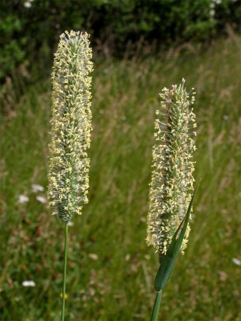 Bojínek luční (Phleum pratense L.)