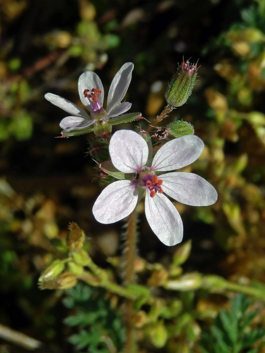 Pumpava obecná (rozpuková) (Erodium cicutarium (L.) L´Hér.) se světlými květy