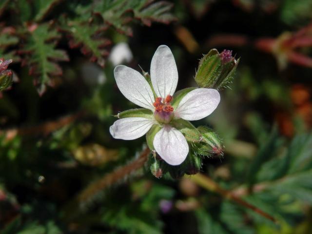 Pumpava obecná (rozpuková) (Erodium cicutarium (L.) L´Hér.) se světlými květy