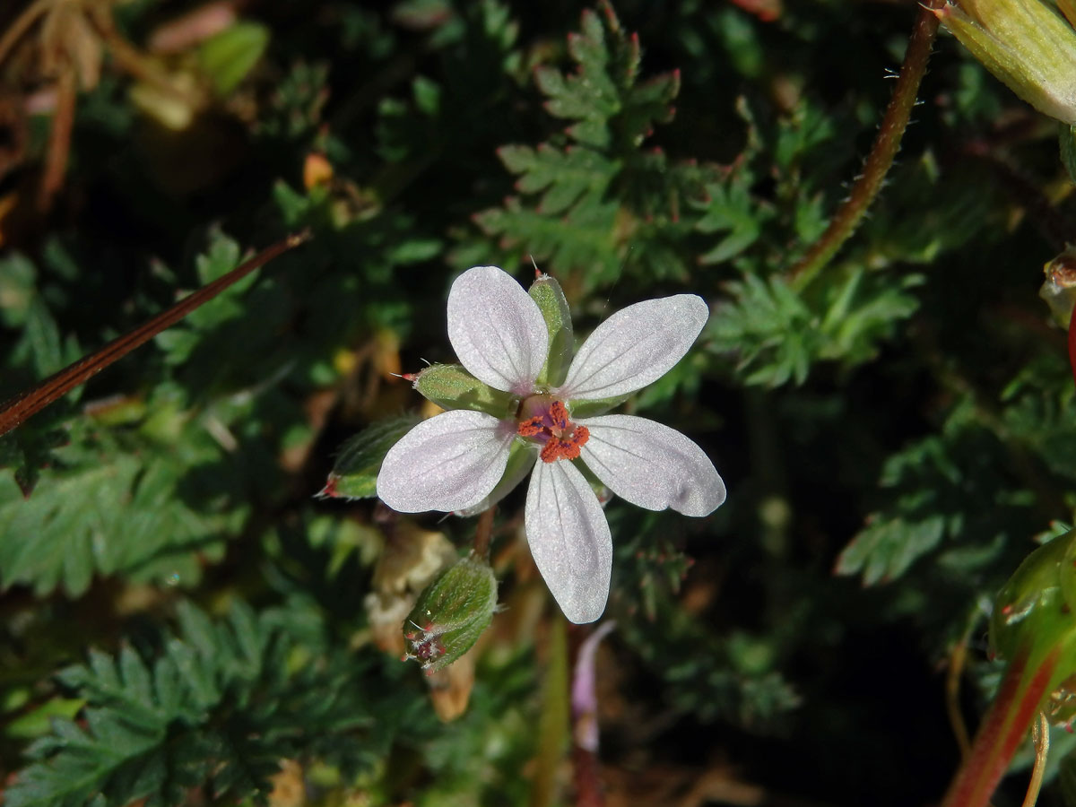 Pumpava obecná (rozpuková) (Erodium cicutarium (L.) L´Hér.) se světlými květy