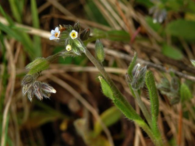 Pomněnka různobarvá (Myosotis discolor Pers.)