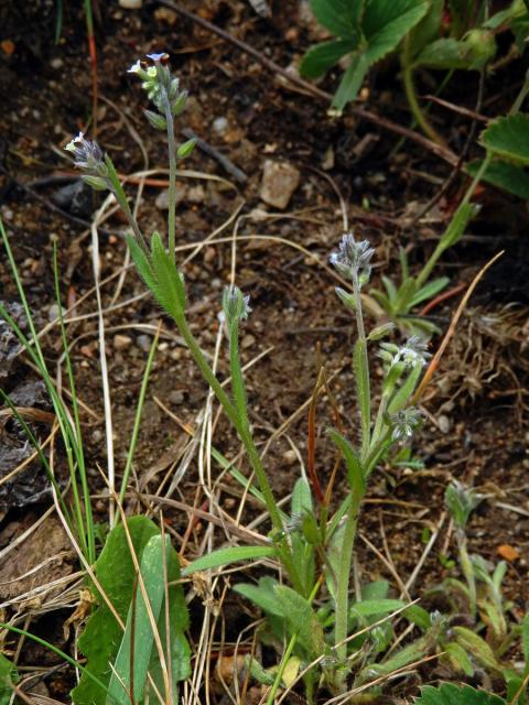 Pomněnka různobarvá (Myosotis discolor Pers.)