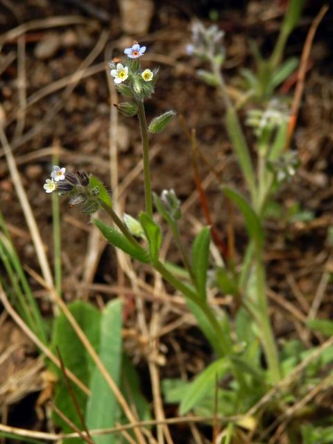 Pomněnka různobarvá (Myosotis discolor Pers.)