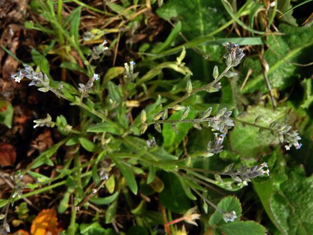 Pomněnka různobarvá (Myosotis discolor Pers.)