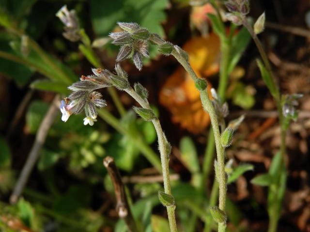 Pomněnka různobarvá (Myosotis discolor Pers.)