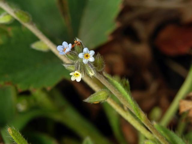 Pomněnka různobarvá (Myosotis discolor Pers.)