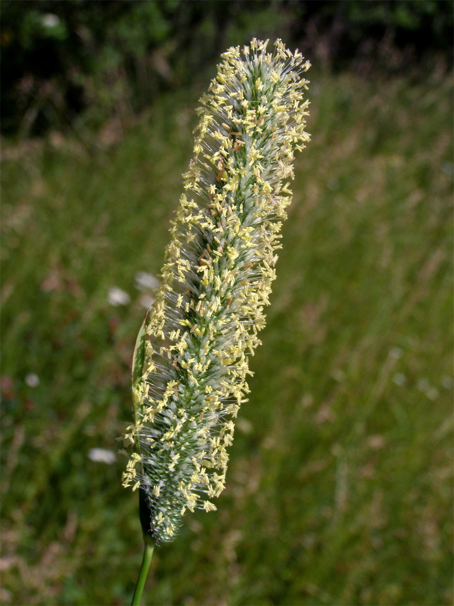 Bojínek luční (Phleum pratense L.)