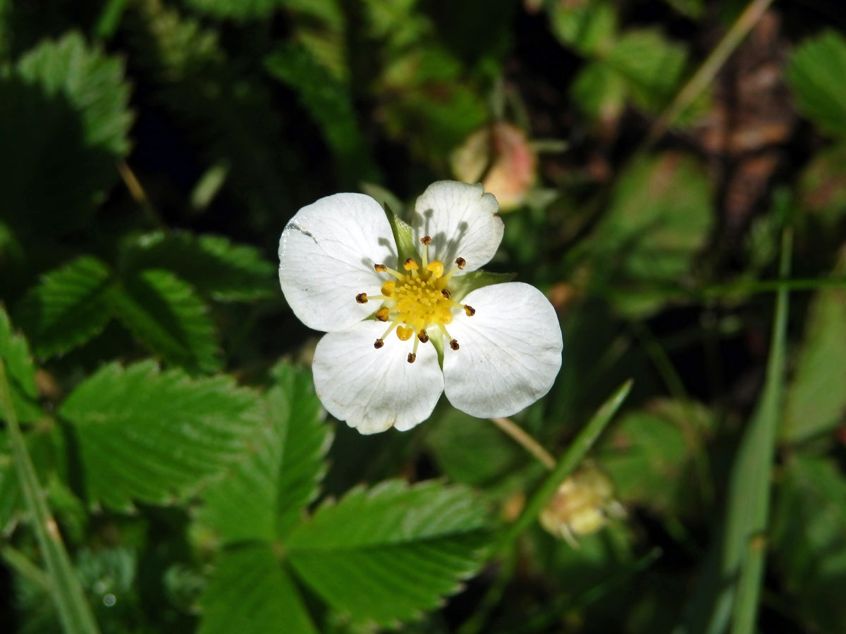 Jahodník obecný (Fragaria vesca L.), čtyřčetný květ (4a)