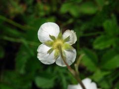 Jahodník obecný (Fragaria vesca L.), čtyřčetný květ (4b)