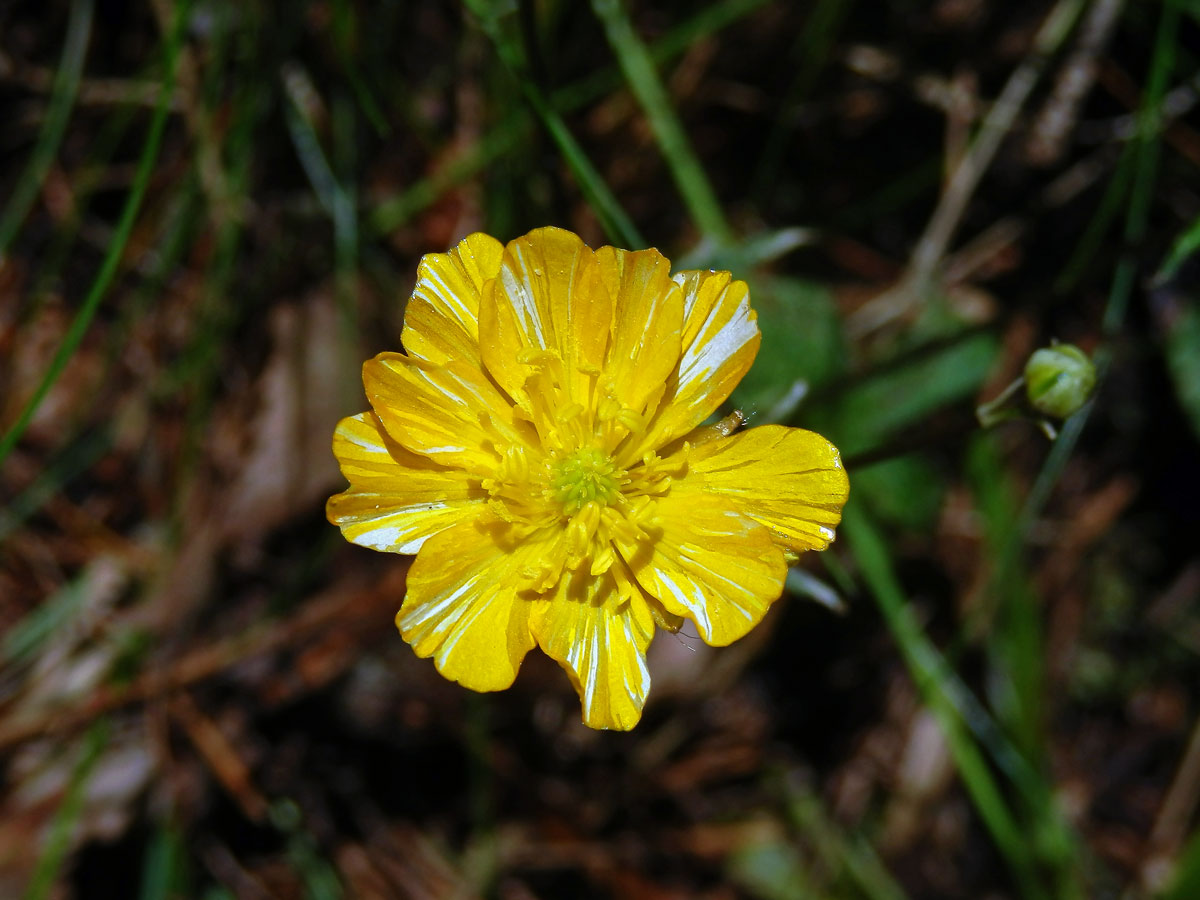 Pryskyřník hajní (Ranunculus nemorosus DC.), desetičetný květ (2)