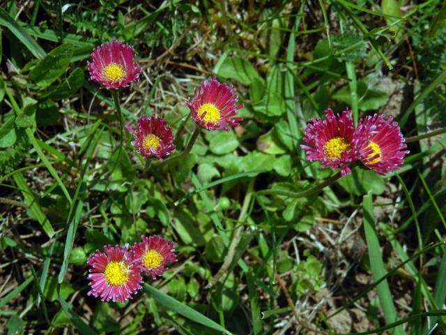 Sedmikráska obecná - chudobka (Bellis perennis L.) s trubkovitými květy