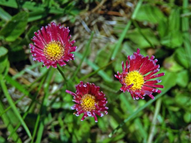 Sedmikráska obecná - chudobka (Bellis perennis L.) s trubkovitými květy