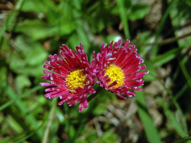 Sedmikráska obecná - chudobka (Bellis perennis L.) s trubkovitými květy