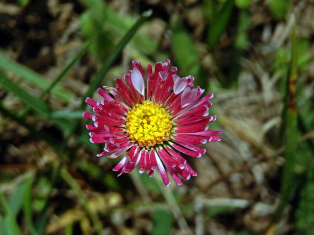 Sedmikráska obecná - chudobka (Bellis perennis L.) s trubkovitými květy