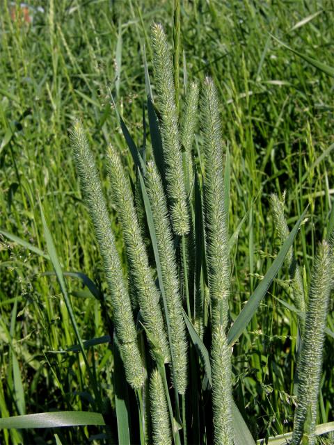 Bojínek luční (Phleum pratense L.)