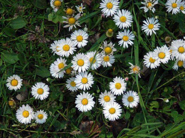 Sedmikráska obecná - chudobka (Bellis perennis L.)