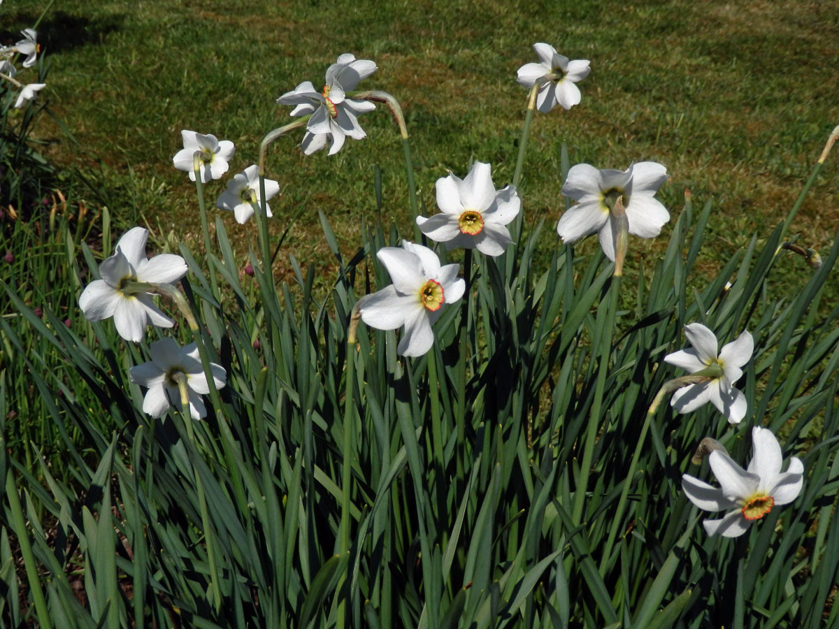 Narcis bílý (Narcissus poeticus L.)