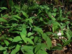 Konvalinka vonná (Convallaria majalis L.)