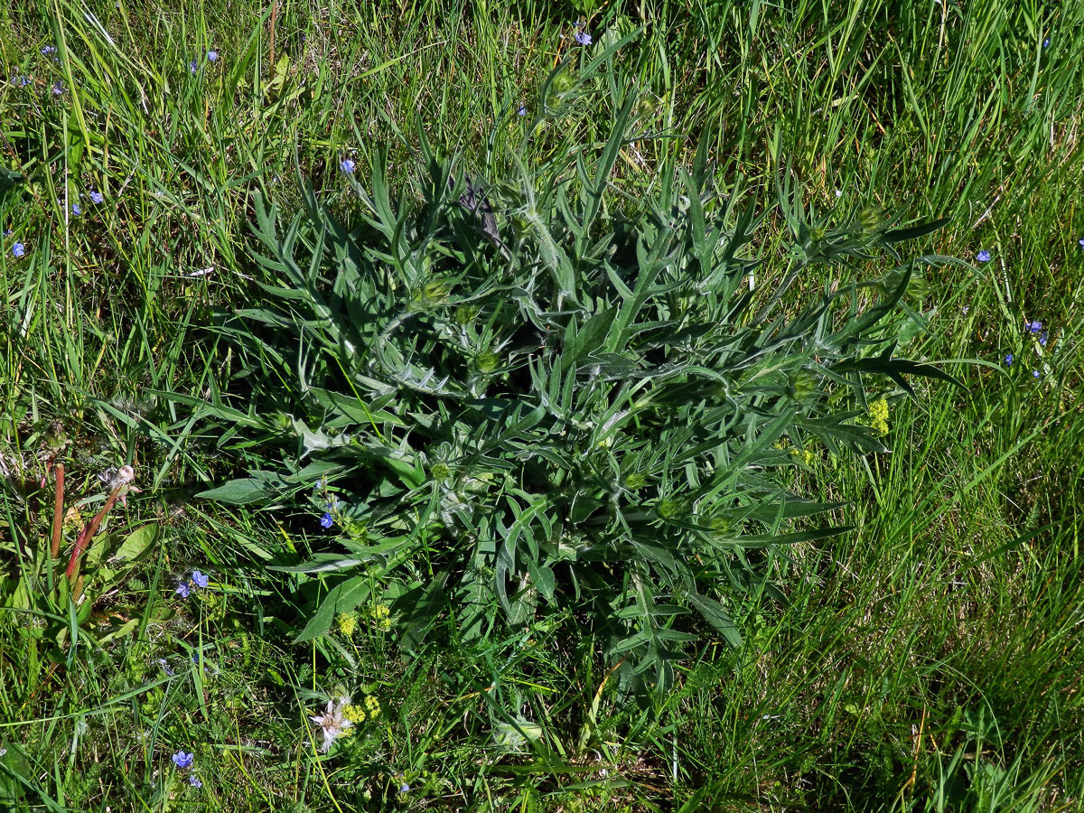 Chrastavec rolní (Knautia arvensis (L.) Coulter)