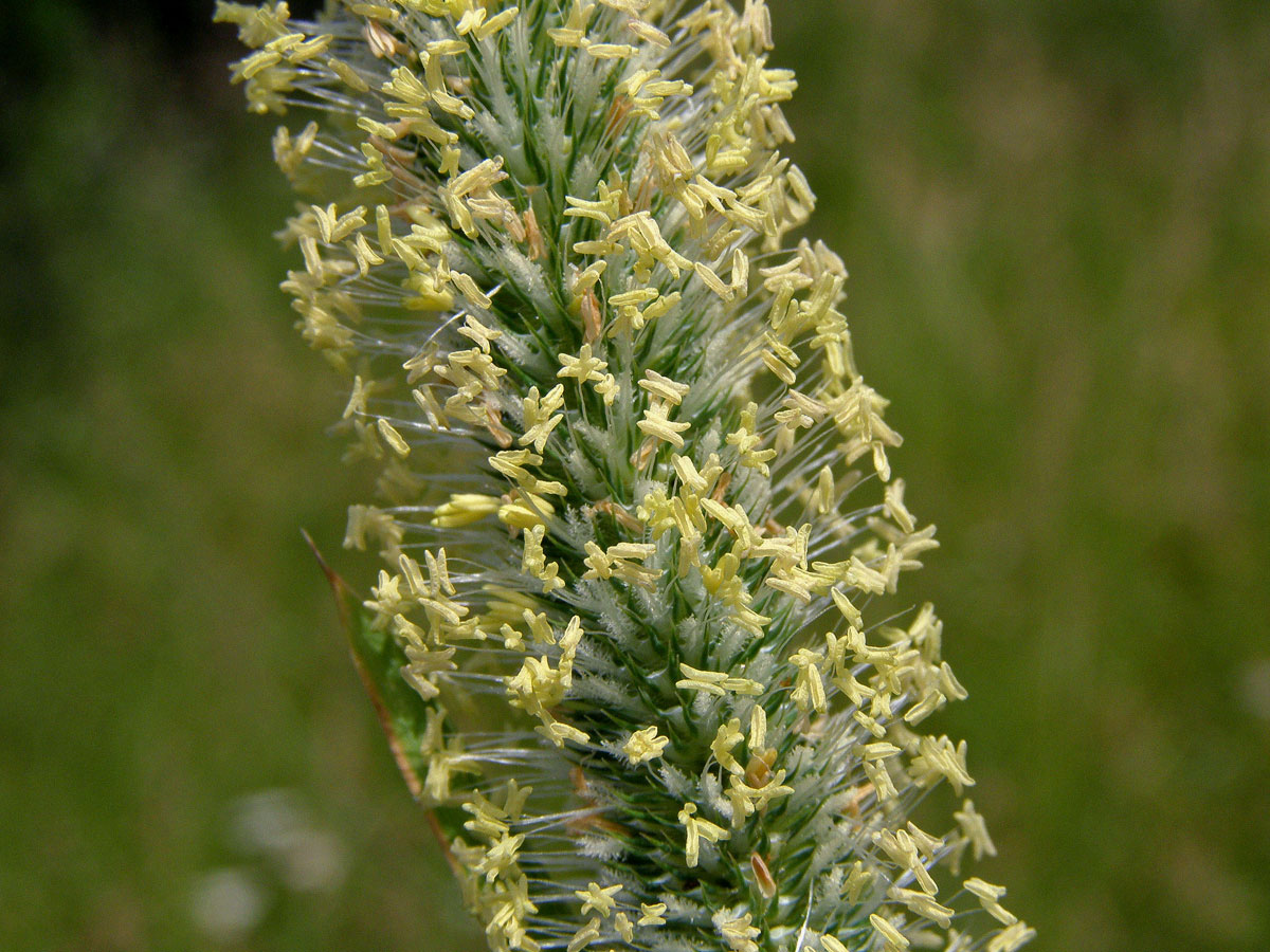 Bojínek luční (Phleum pratense L.)