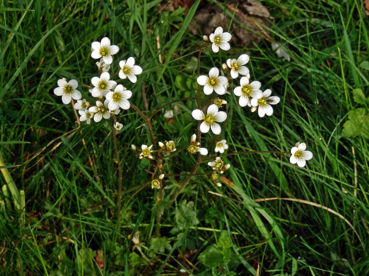 Lomikámen zrnatý (Saxifraga granulata L.)