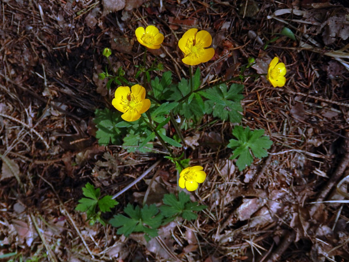 Pryskyřník hajní (Ranunculus nemorosus DC.)