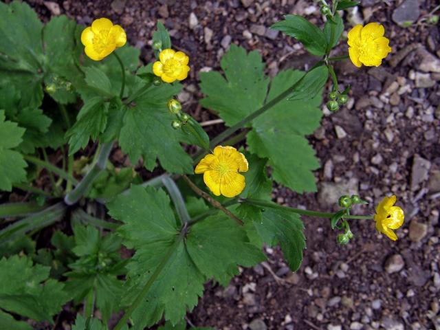 Pryskyřník hajní (Ranunculus nemorosus DC.)