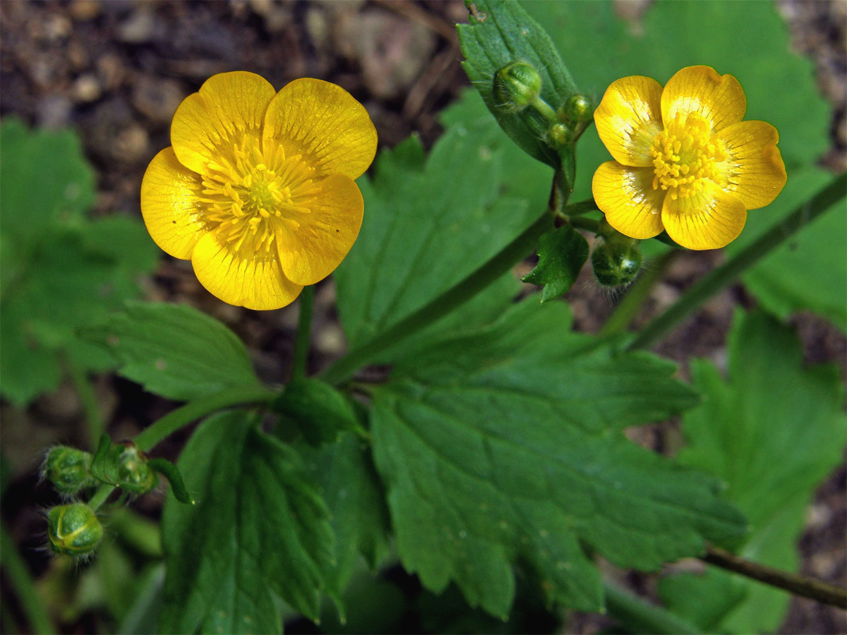 Pryskyřník hajní (Ranunculus nemorosus DC.)