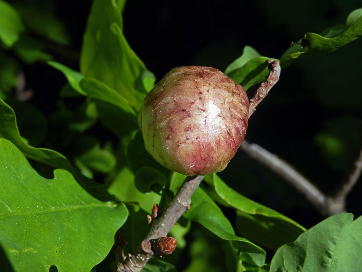 Hálky žlabatky bezkřídlé (Biorhiza aptera)