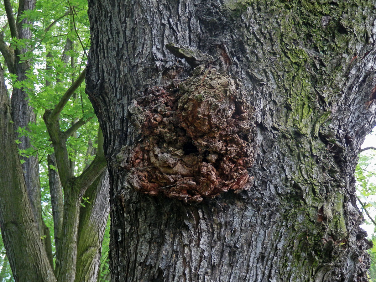 Javor stříbrný (Acer saccharinum L.) s nádorem na kmeni (68)