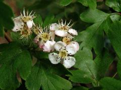 Hloh obecný (Crataegus laevigata (Poiret) DC.), čtyřčetný květ (1b)