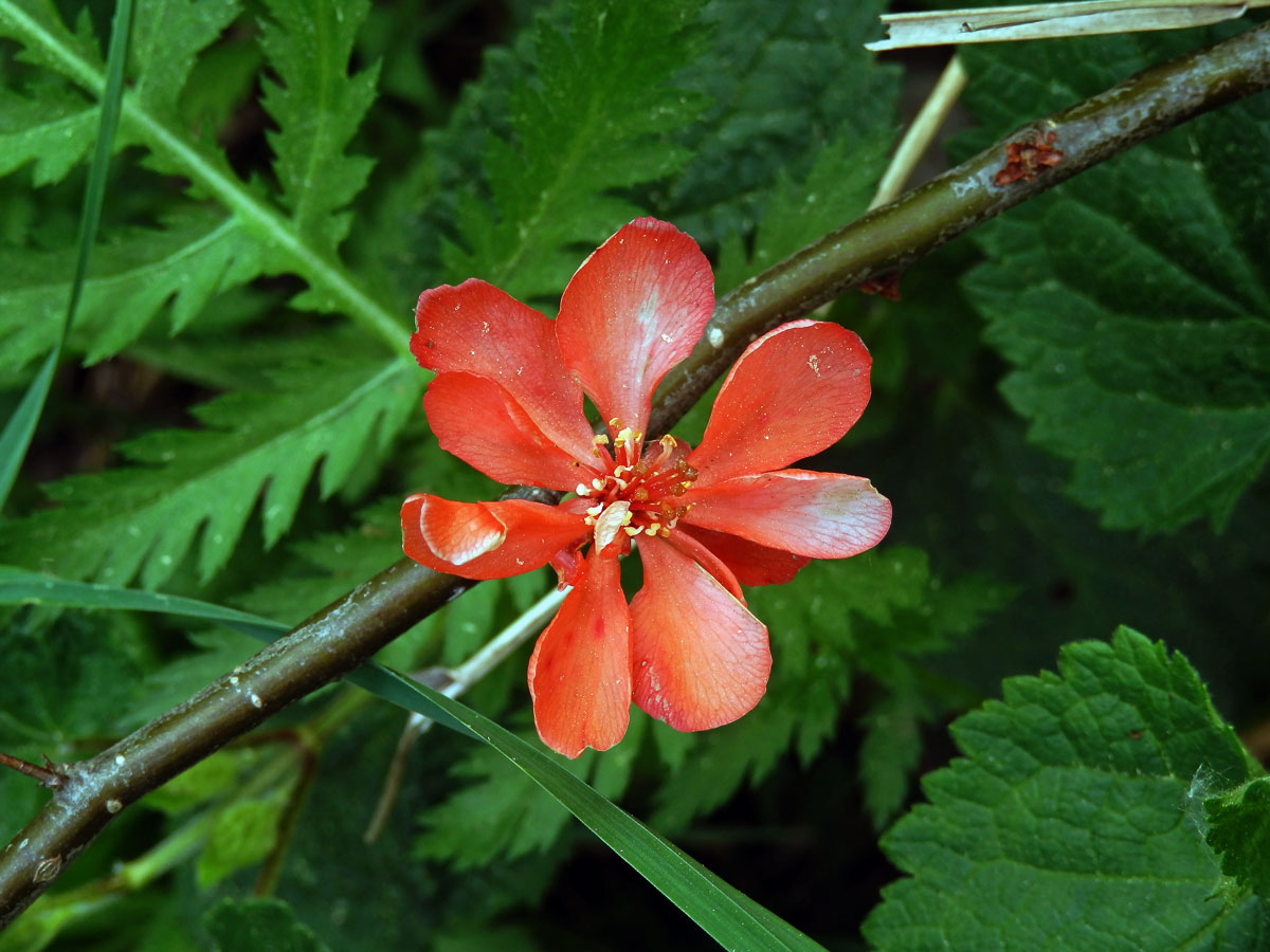 Kdoulovec ozdobný (Chaenomeles speciosa (Sweet) Nakai), vícečetný květ