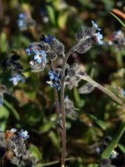 Pomněnka chlumní (Myosotis ramosissima Schult.)