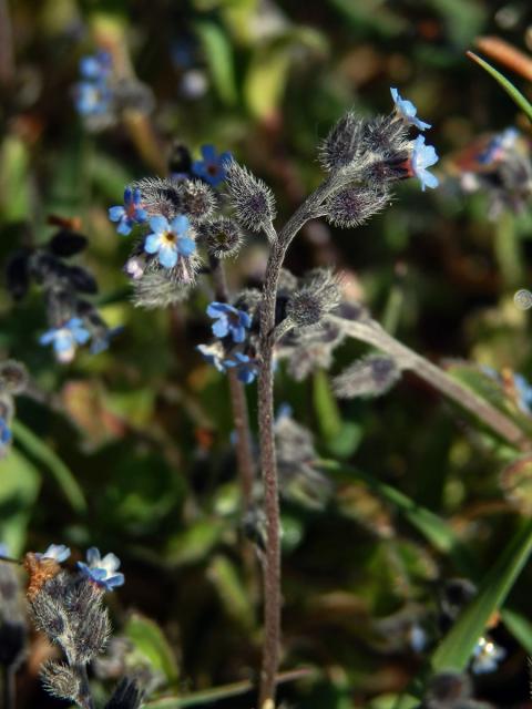 Pomněnka chlumní (Myosotis ramosissima Schult.)