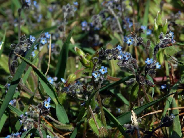 Pomněnka chlumní (Myosotis ramosissima Schult.)