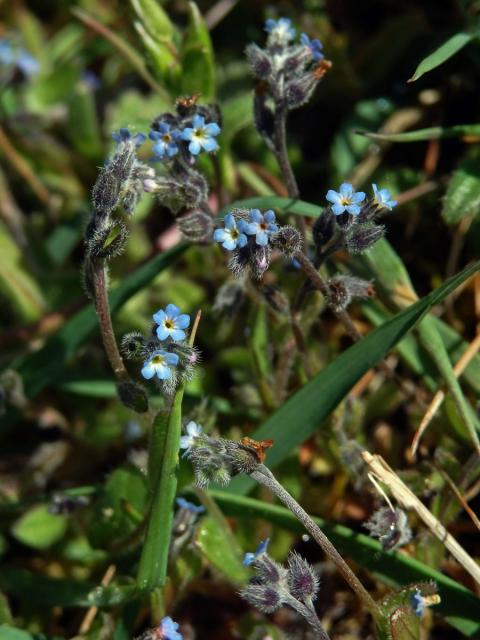 Pomněnka chlumní (Myosotis ramosissima Schult.)