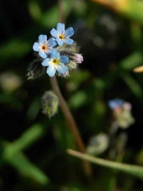 Pomněnka chlumní (Myosotis ramosissima Schult.)