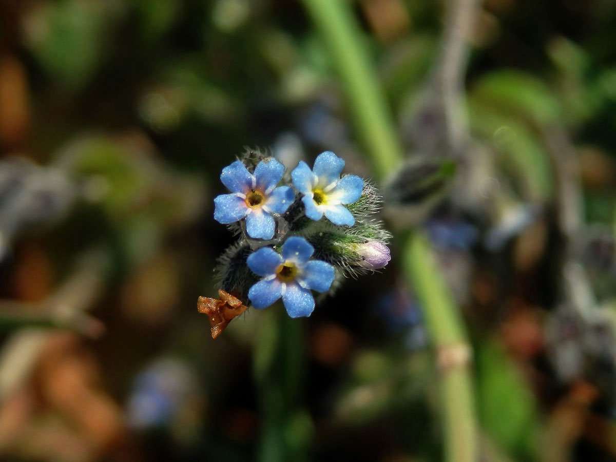 Pomněnka chlumní (Myosotis ramosissima Schult.)