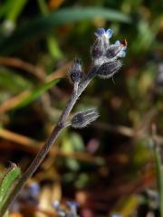 Pomněnka chlumní (Myosotis ramosissima Schult.)