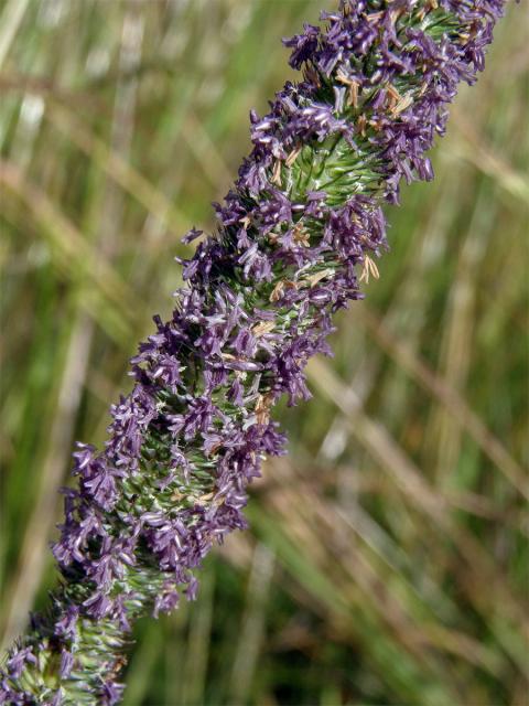 Bojínek luční (Phleum pratense L.)