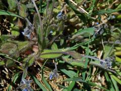 Pomněnka chlumní (Myosotis ramosissima Schult.)