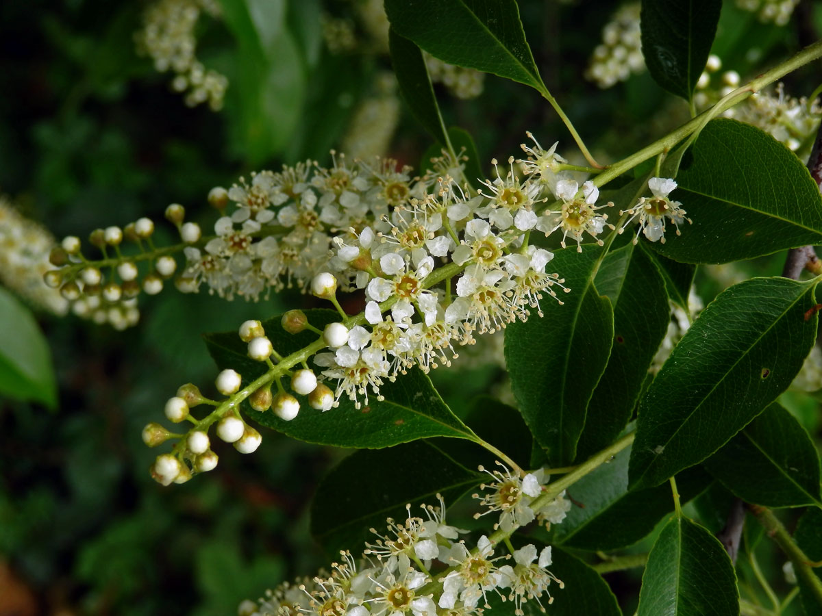 Střemcha pozdní (Prunus serotina Ehrh.)