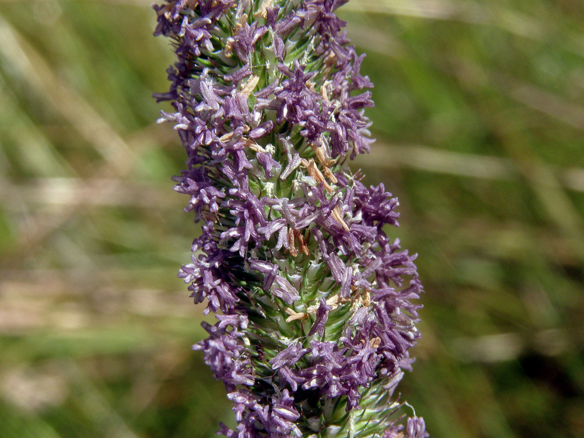 Bojínek luční (Phleum pratense L.)