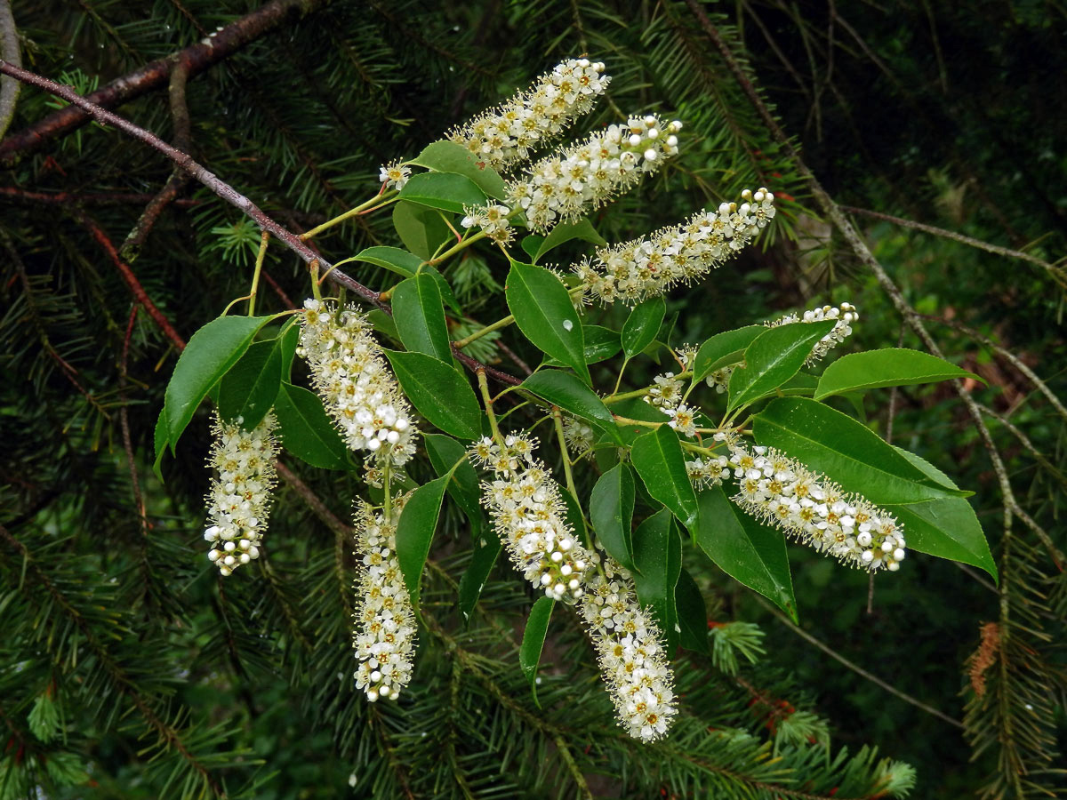 Střemcha pozdní (Prunus serotina Ehrh.)