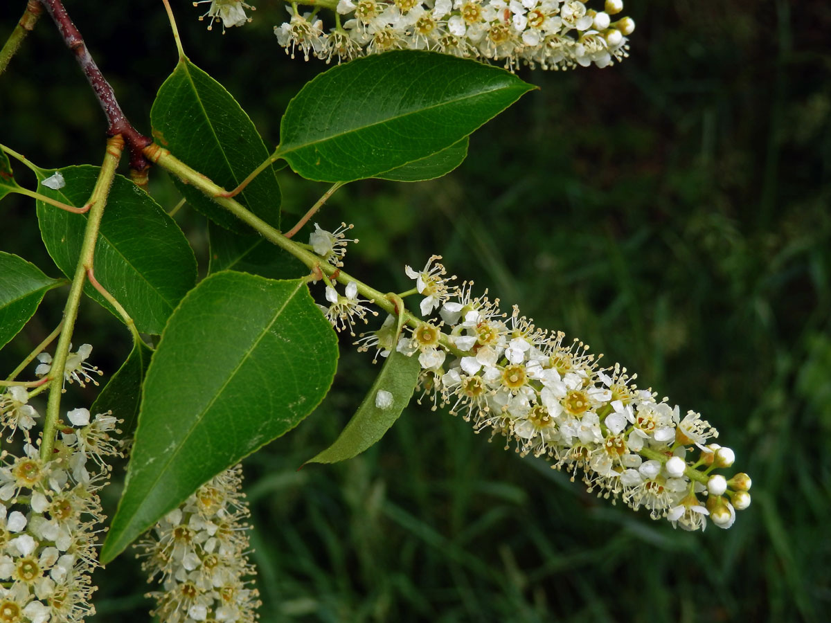 Střemcha pozdní (Prunus serotina Ehrh.)