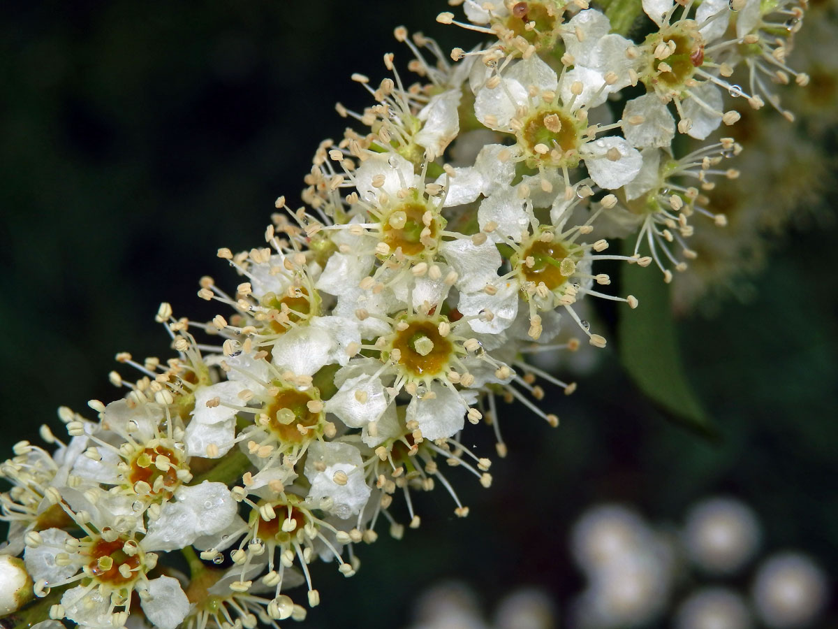 Střemcha pozdní (Prunus serotina Ehrh.)