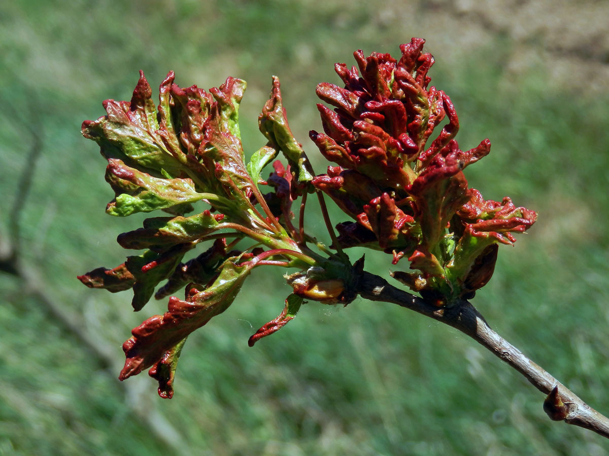 Hálky vlnovníka osikového (Aceria dispar), topol osika