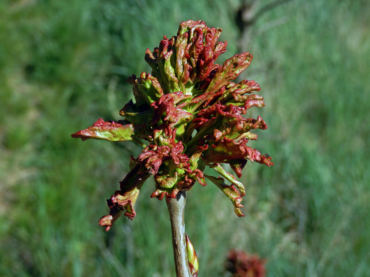 Hálky vlnovníka osikového (Aceria dispar), topol osika