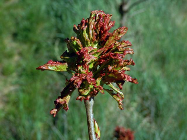 Hálky vlnovníka osikového (Aceria dispar), topol osika