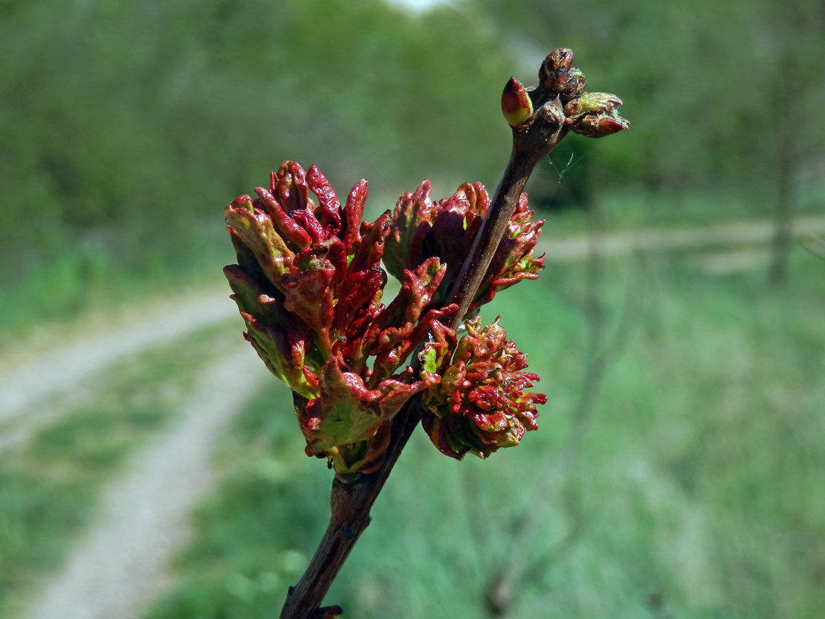 Hálky vlnovníka osikového (Aceria dispar), topol osika